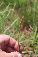 Urochloa serrata