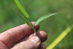 Urochloa serrata