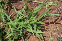 Urochloa serrata