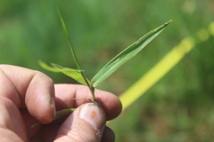 Urochloa serrata