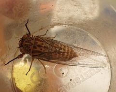 Pauropsalta agasta