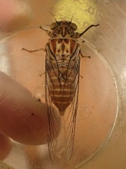 Pauropsalta agasta