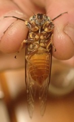 Pauropsalta agasta