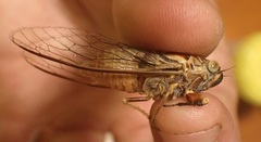 Pauropsalta agasta