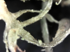 Ramalina puberulenta