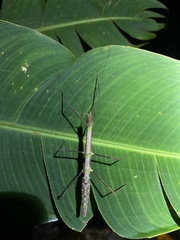 Ocnophiloidea regularis