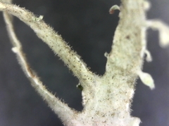 Ramalina puberulenta