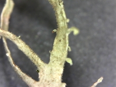 Ramalina puberulenta