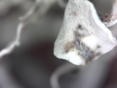 Ramalina puberulenta