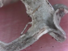 Ramalina puberulenta