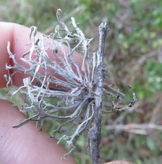 Ramalina puberulenta