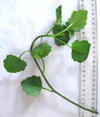 Senecio quinquelobus