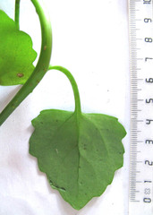 Senecio quinquelobus