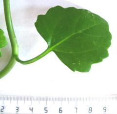 Senecio quinquelobus