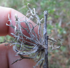 Ramalina puberulenta