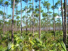 Coccothrinax argentata