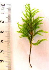 Pterobryopsis hoehnelii