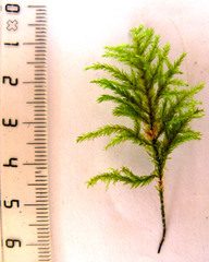Pterobryopsis hoehnelii