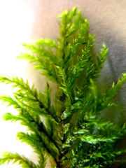 Pterobryopsis hoehnelii