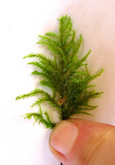 Pterobryopsis hoehnelii