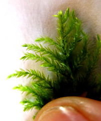 Pterobryopsis hoehnelii