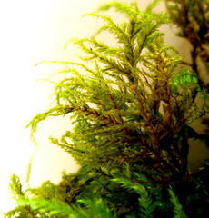 Pterobryopsis hoehnelii