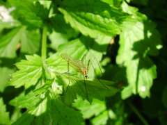 Limonia phragmitidis