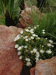 Delosperma gautengense