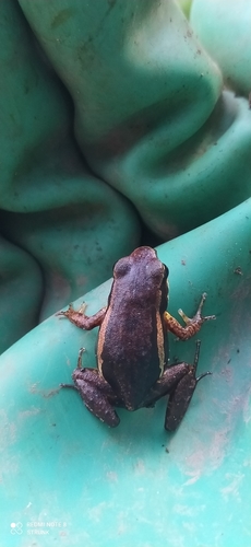 Colombian Niputidea Nurse Frog, Allobates niputidea