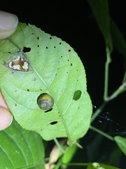 Simpulopsis corrugata