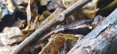 Allobates niputidea