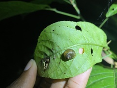 Simpulopsis corrugata