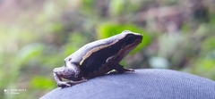 Allobates niputidea