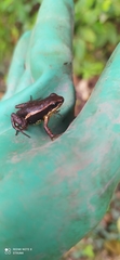 Allobates niputidea
