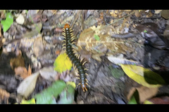 Scolopendra angulata