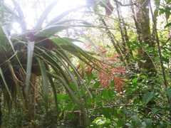 Tillandsia gymnobotrya