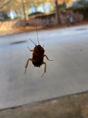 Periplaneta australasiae