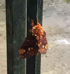 Citheronia equatorialis