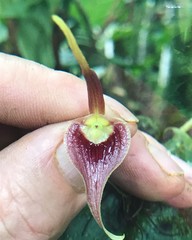 Pleurothallis ruberrima
