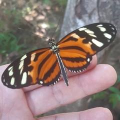 Heliconius ismenius