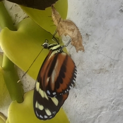Heliconius ismenius