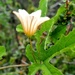 Coccinia adoensis - Photo (c) gladiolis, algunos derechos reservados (CC BY-NC)