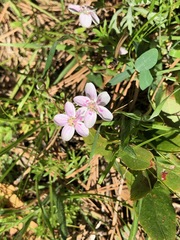 Claytonia rosea