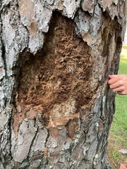 Dendroctonus frontalis