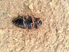 Sternocera castanea