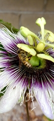 Apis mellifera