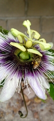 Apis mellifera