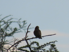 Poicephalus meyeri