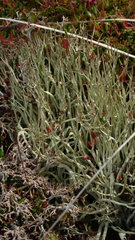 Cladonia acuminata