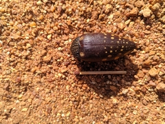 Sternocera castanea